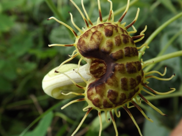 Aristolochia fimbriata