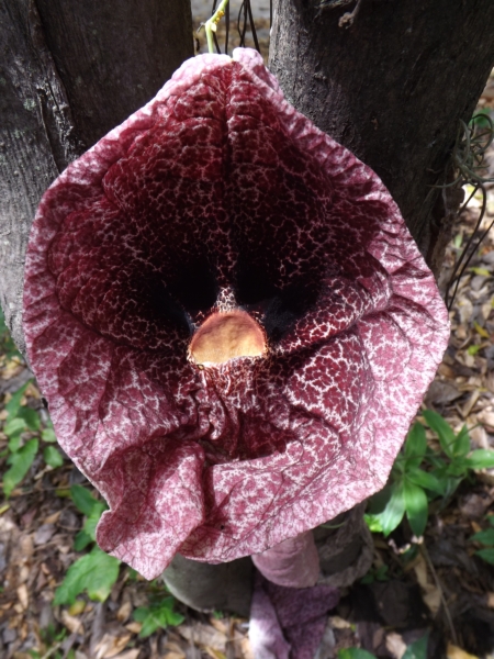 Aristolochia gigantea