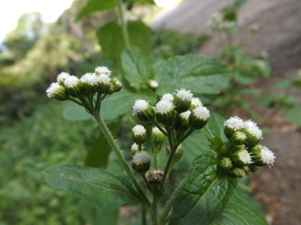 Ageratum conyzoides