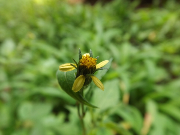 Bidens bipinnata