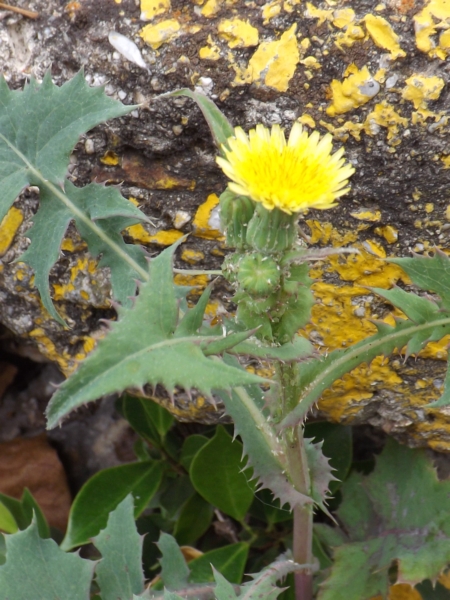 Sonchus asper