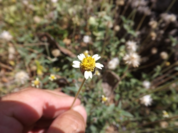 Tridax procumbens