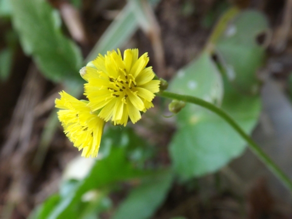 Youngia japonica