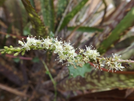 Anredera cordifolia