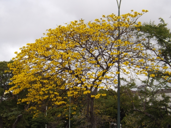 Handroanthus chrysanthus (Aragüaney)