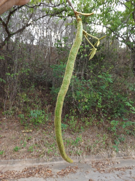 Handroanthus ochraceus (Aragüaney)