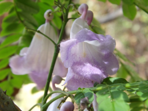 Jacaranda obtusifolia (Jacaranda)