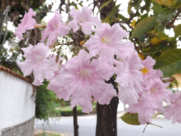 Tabebuia rosea (Apamate)