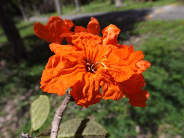 Cordia sebestena (Nomeolvides)