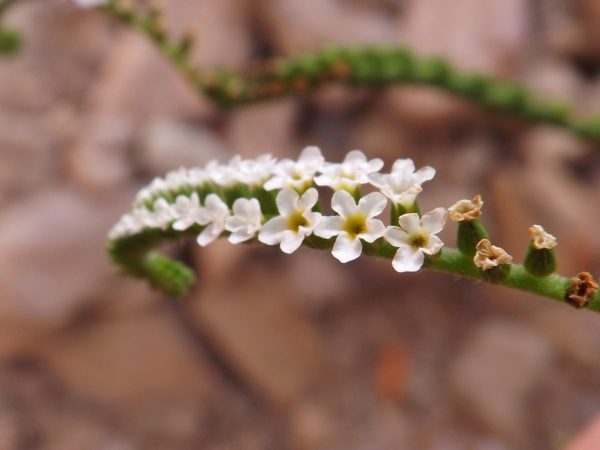 Heliotropium angiospermum (Rabo de alacrán)