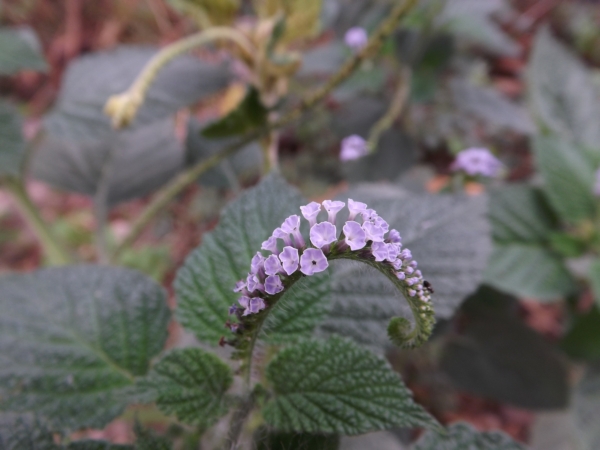 Heliotropium indicum (Rabo de alacrán)