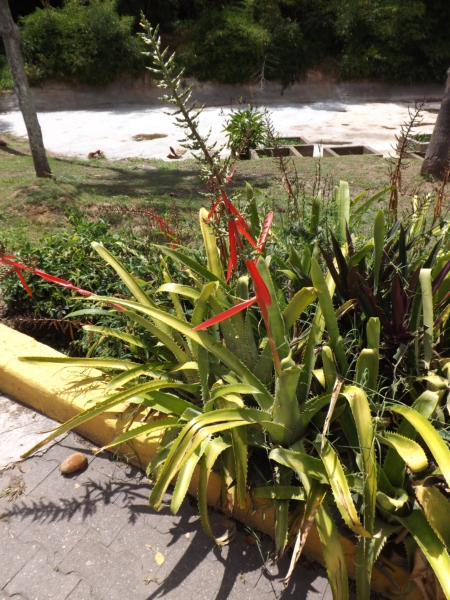 Aechmea bracteata