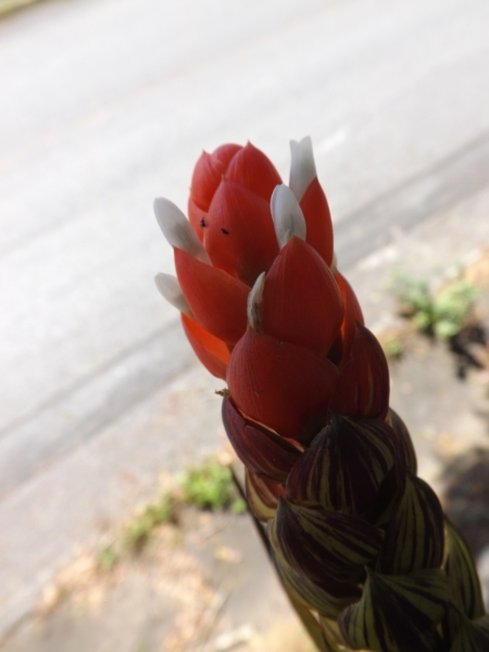 Guzmania monostachia