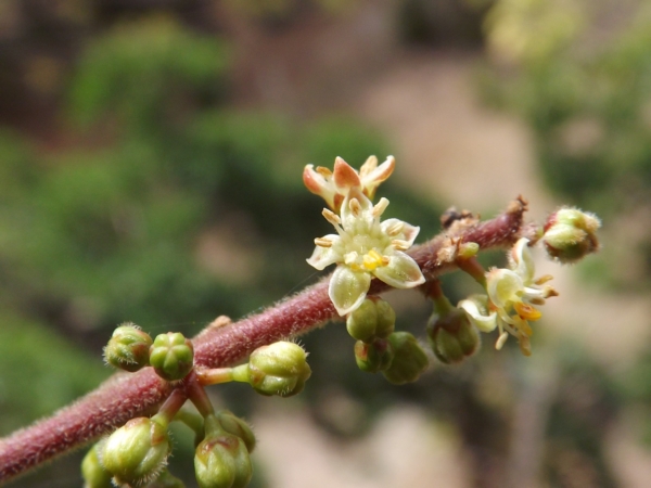 Bursera simaruba (Indio desnudo)