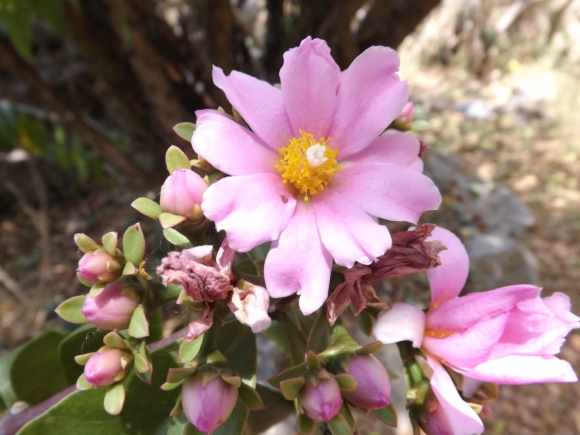 Pereskia grandifolia