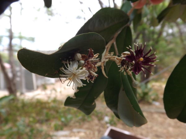 Capparis odoratissima