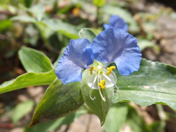 Commelina erecta (Hierba de pollo)