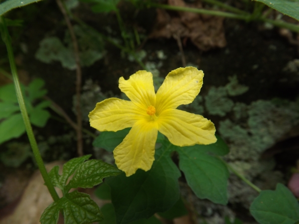 Momordica charantia (Melón amargo, Cundeamor chino)