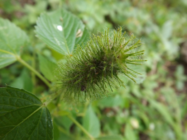 Acalypha alopecuroidea