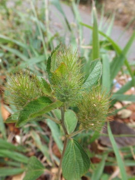 Acalypha arvensis