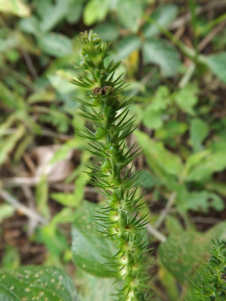 Acalypha setosa