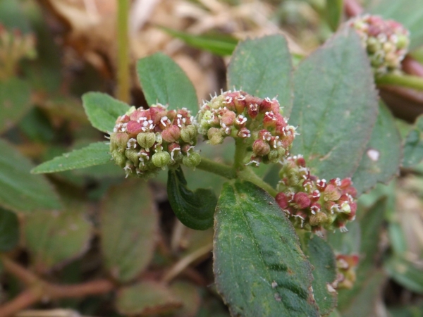 Euphorbia hirta