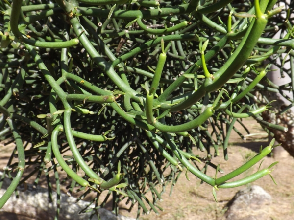 Euphorbia tirucalli (Árbol de palito, Palitroque)