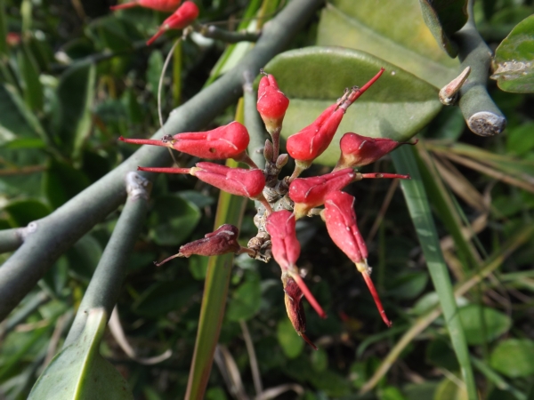 Euphorbia tithymaloides (Zapatico de la Reina, Candelillo, Ipecacuana)