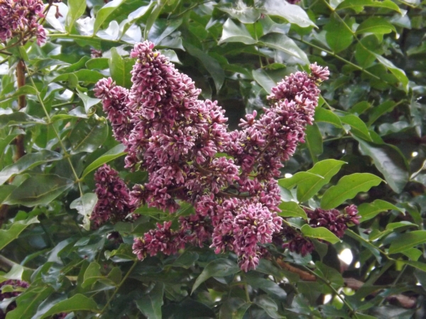 Andira inermis (Pilón, Chiray)