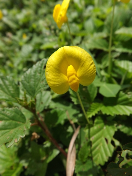 Arachis pintoi (Maní forrajero)