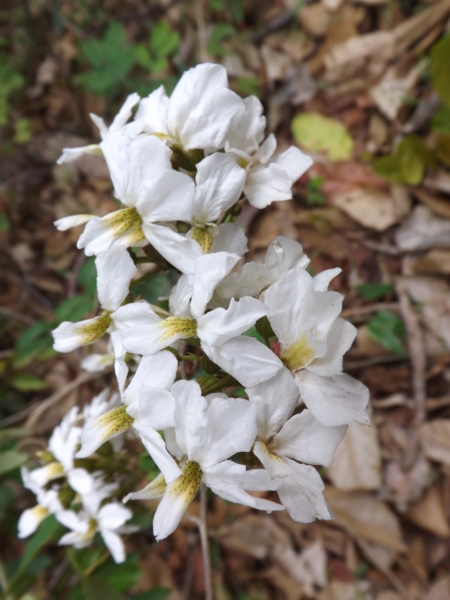 Bauhinia glabra (Bejuco de cadena)