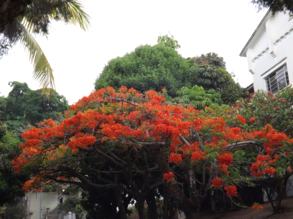 Delonix regia (Flamboyán)