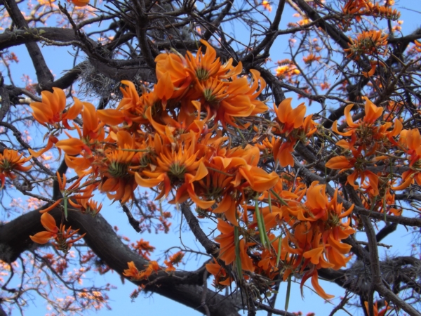 Erythrina poeppigiana (Bucare)