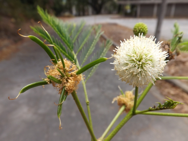 Leucaena leucocephala