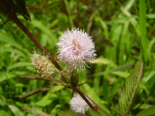 Mimosa pudica (Adormidera, Jalapatrás)