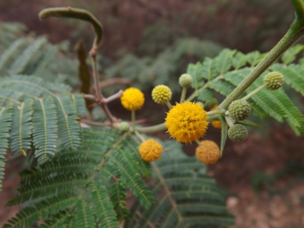 Vachellia macracantha (Cují)