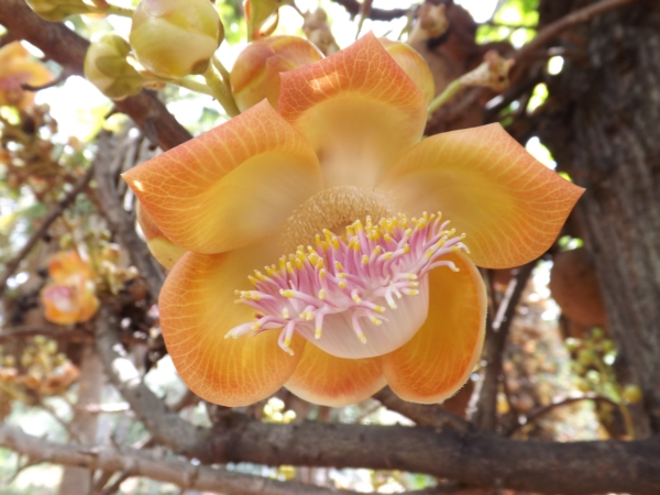 Couroupita guianensis (Coco de mono)