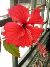 Hibiscus rosa-sinensis (Cayena, Flor de Jamaica)