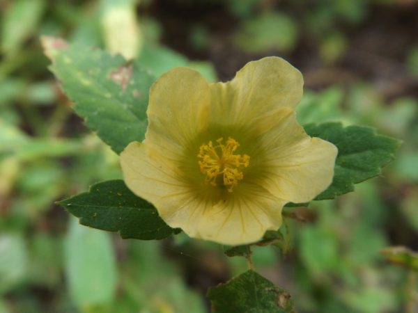 Malvastrum coromandelianum (Malva)