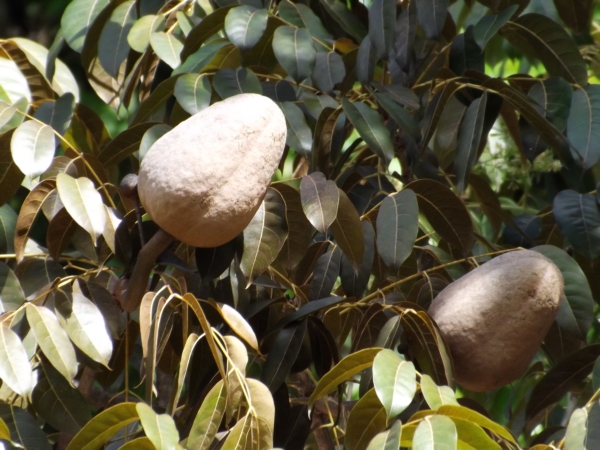 Swietenia macrophylla (Caoba)