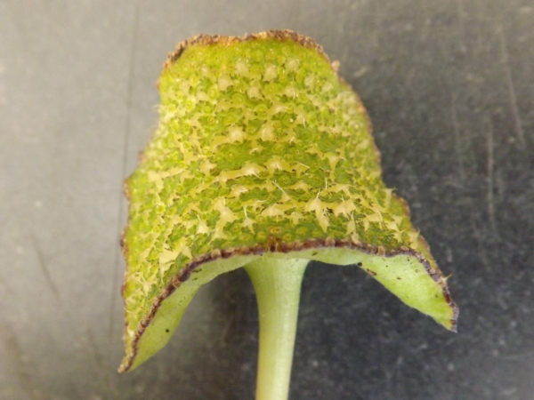 Dorstenia contrajerva