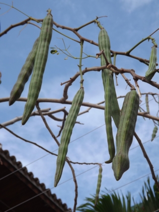 Moringa oleifera (Moringa)