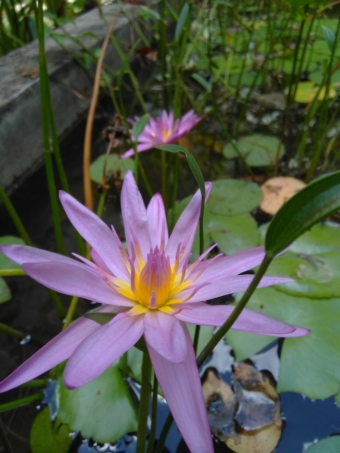 Nymphaea caerulea