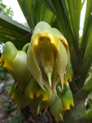 Catasetum macrocarpum