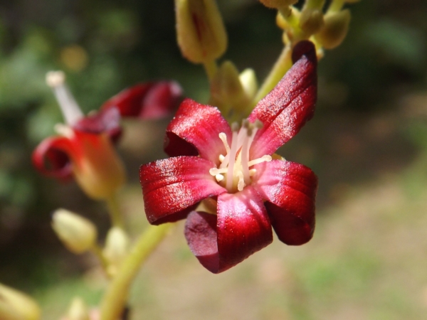 Averrhoa bilimbi (Vinagrillo)