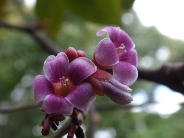 Averrhoa carambola (Tamarindo chino, Carambola)