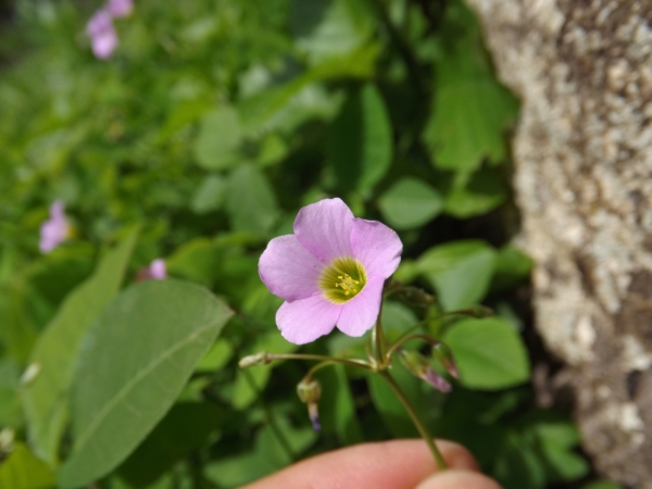 Oxalis latifolia (Trébol común)