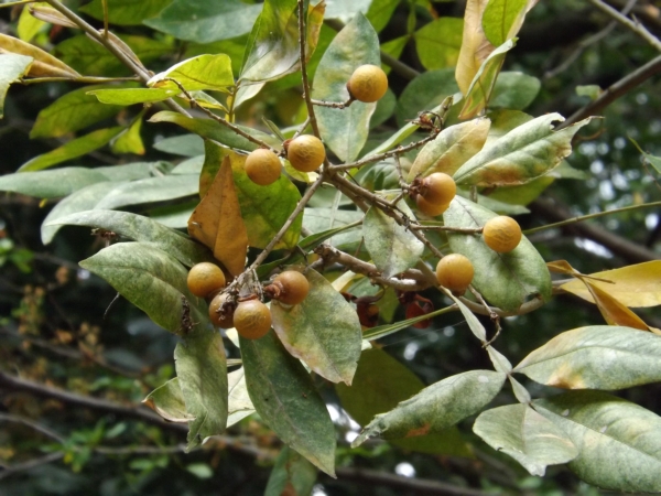 Sapindus saponaria (Parapara)