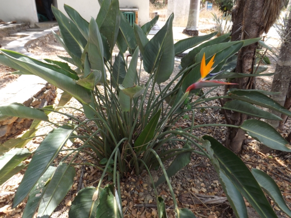 Strelitzia reginae (Ave del paraiso)